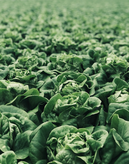 Should I Take a Vitamin K Supplement?