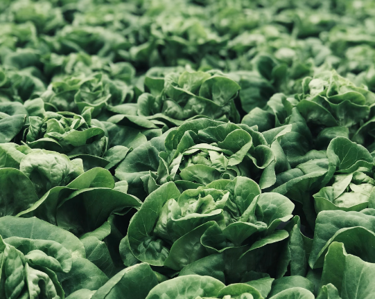 Should I Take a Vitamin K Supplement?